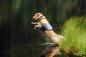 Preview: EQDog Pro life Schwimmweste