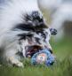 Preview: HUNDLANDS Leckerli Ball