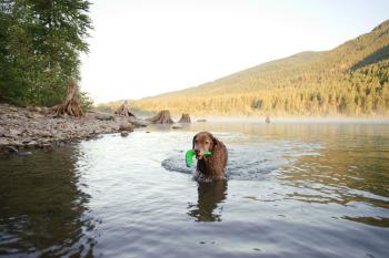 Chuckit! Amphibious Boomerang