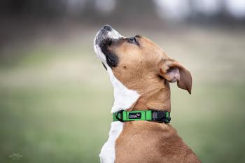 Preview: Magnethalsband "Conor´s Adventure" 25mm breit