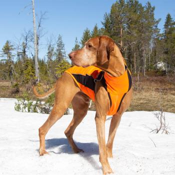 Eddie (Petite) Hundepullover reflektierend
