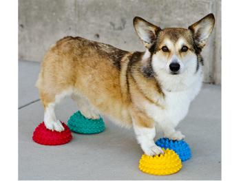 FitPaws Pfotenkissen Set