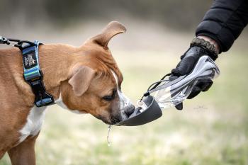 Preview: Magnethalsband "Conor´s Adventure" 40mm breit