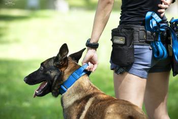 Preview: SAR Hundehalsband "Conor´s Adventure" 40mm