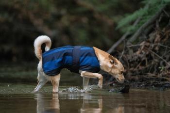 Cool on Track - Cooling Hundemantel