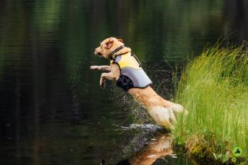 EQDog Pro life Schwimmweste