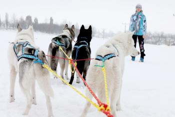 Preview: Zugleinen für Gespanne
