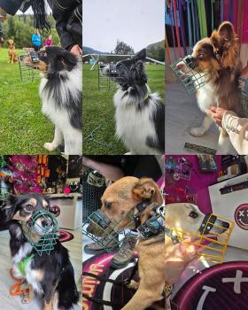 Preview: Unimon MINI Australian Shepherd