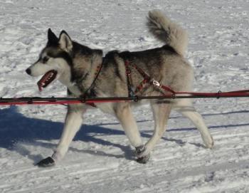 Manmat PULKA Geschirr