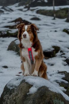 Preview: ManMat Führgeschirr SMART