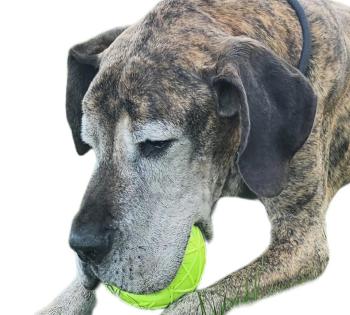 Preview: MOBY Ball XXL