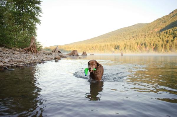 Chuckit! Amphibious Boomerang