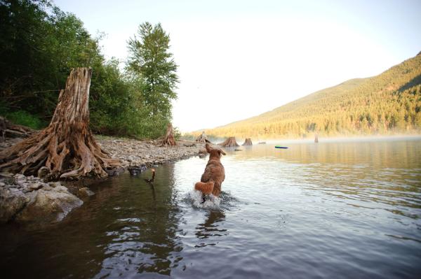 Chuckit! Amphibious Boomerang