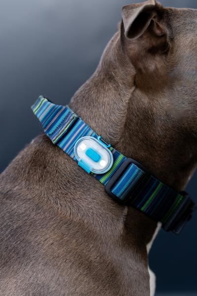 Max & Molly Matrix Ultra LED