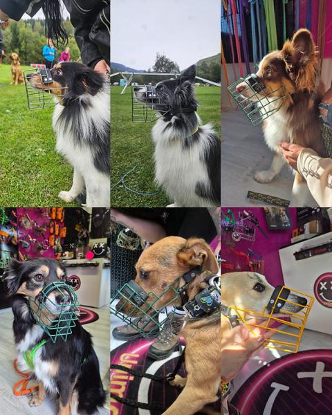 Unimon MINI Australian Shepherd