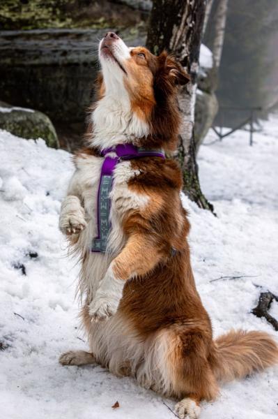 ManMat Führgeschirr SMART